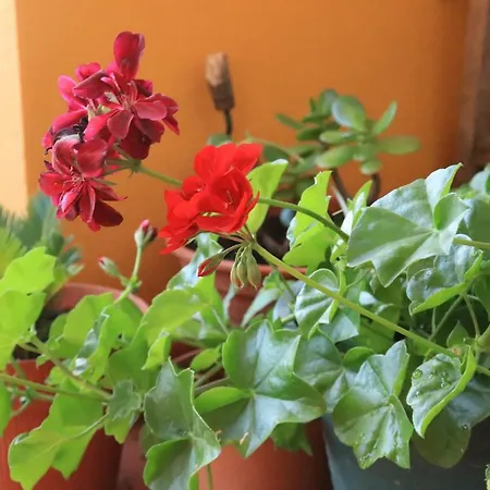 Διαμέρισμα Casa Do Alambique *